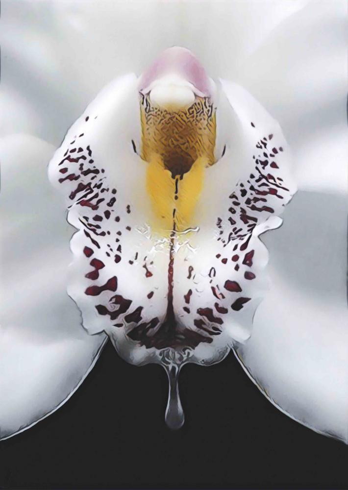 Über das geheime Sex­leben der Orchideen 